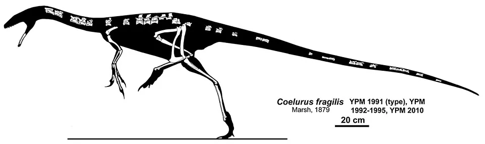 โคเอลูรัส (Coelurus)