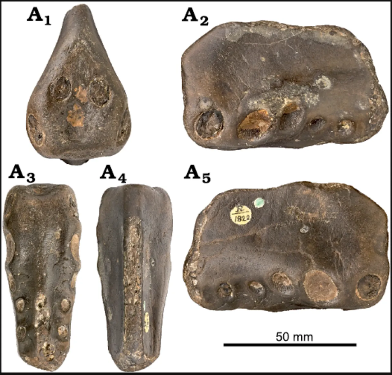 โคโลโบรินคัส (Coloborhynchus)
