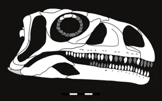 โคโลราไดซอรัส (Coloradisaurus)