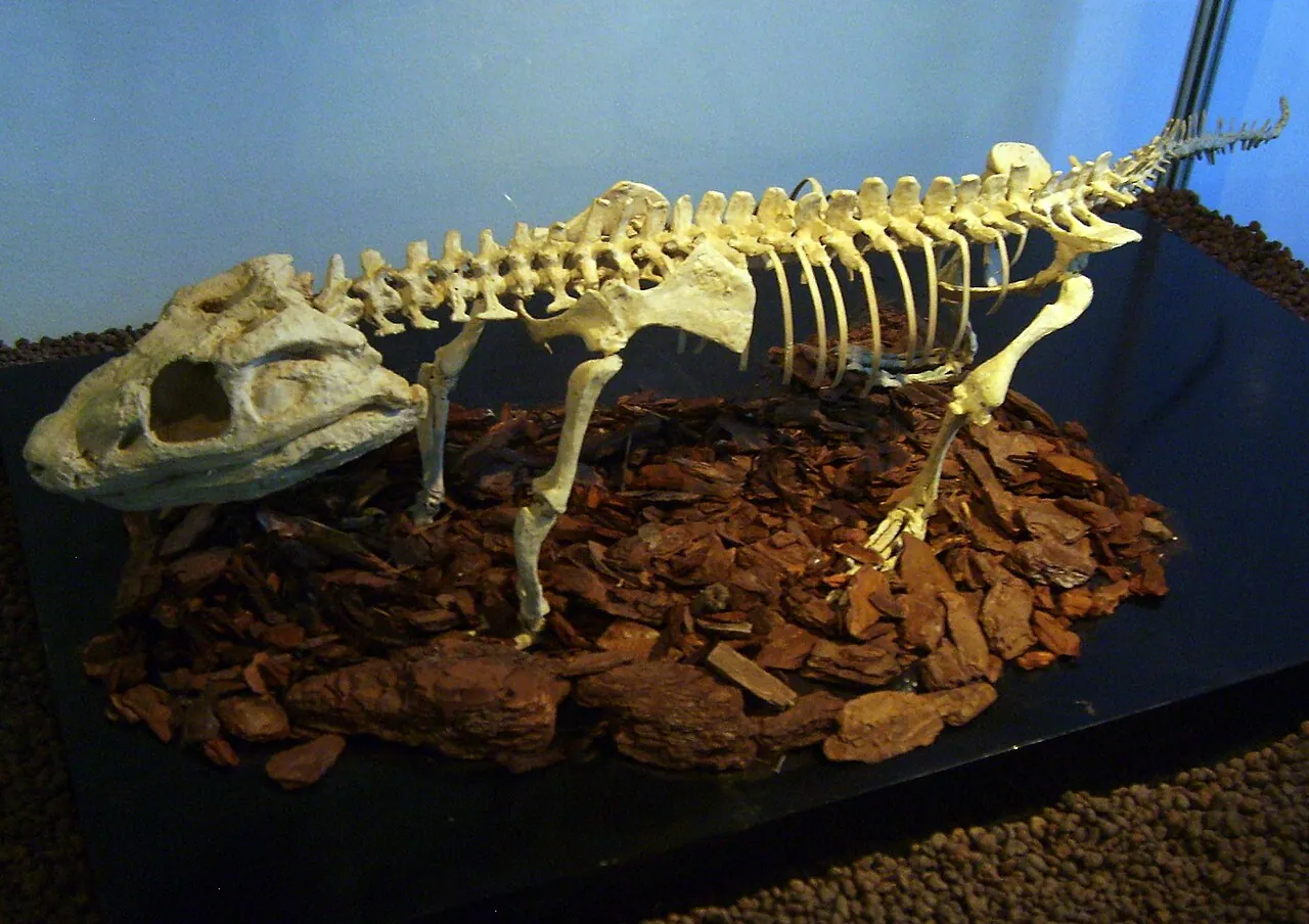 โคมาฮูซูคัส (Comahuesuchus)