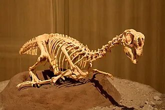 คอนโครแรปเตอร์ (Conchoraptor)