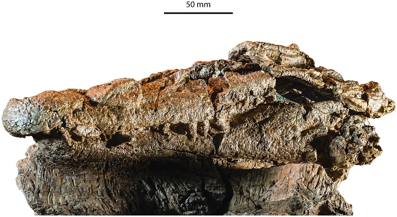คอนแฟรกโตซูคัส (Confractosuchus)
