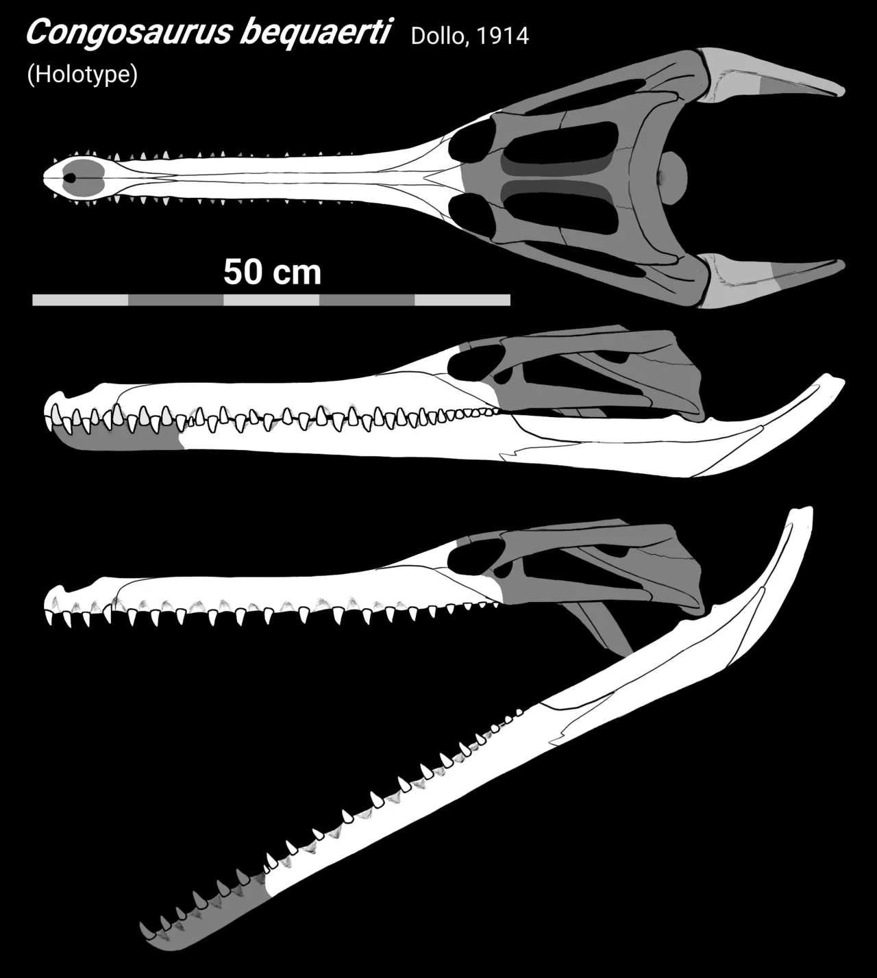 คองโกซอรัส (Congosaurus)