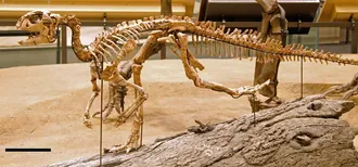 คอนโวโลซอรัส (Convolosaurus)
