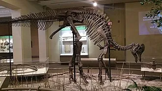 โคริโทซอรัส (Corythosaurus)
