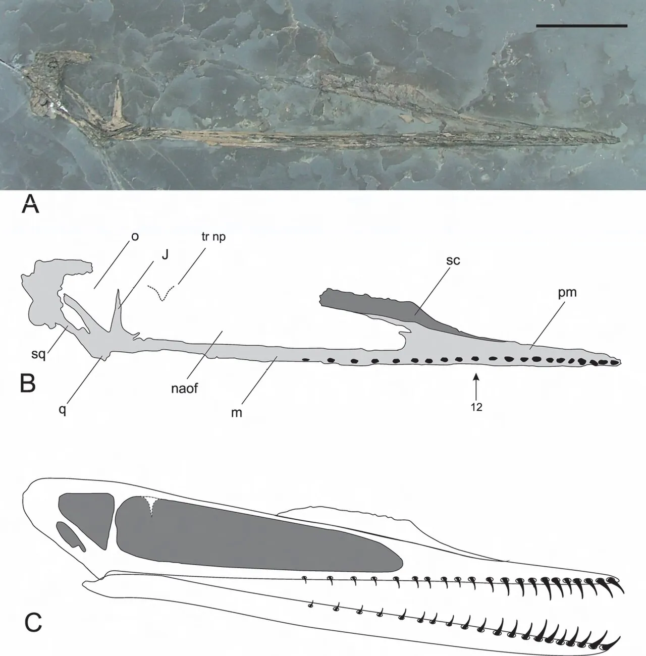 คัสพิเซฟาลัส (Cuspicephalus)