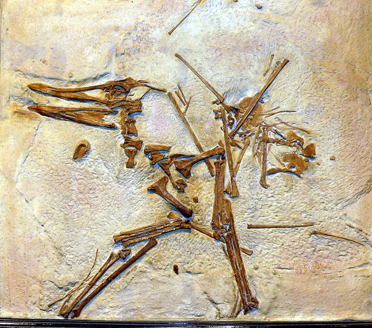 ซิกโนแรมฟัส (Cycnorhamphus)