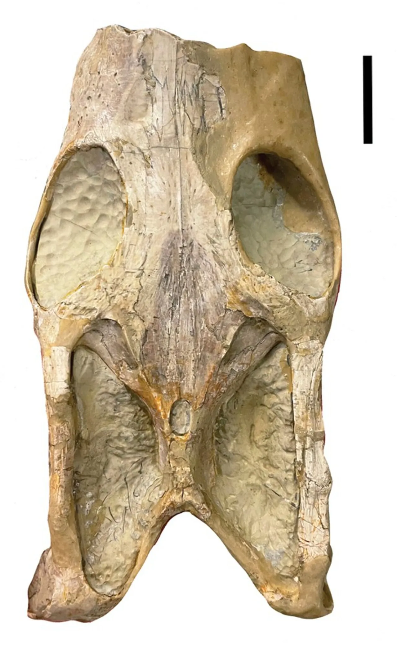 Cymatosaurus (Cymatosaurus)
