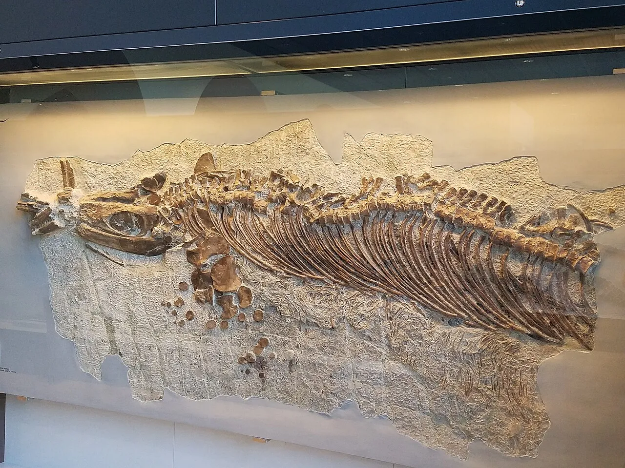 ซิมโบสปอนไดลัส (Cymbospondylus)