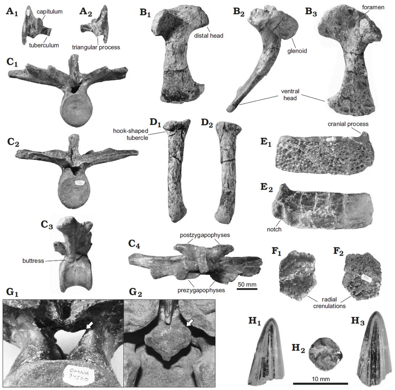 ดาโคตาซูคัส (Dakotasuchus)