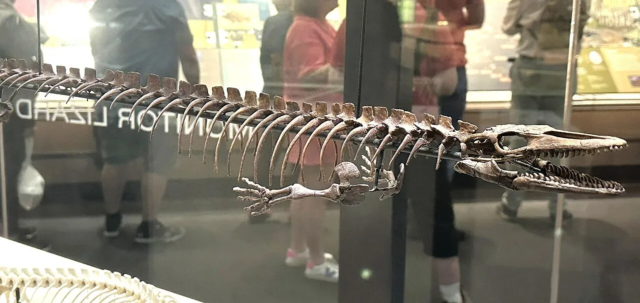 ดัลลาซอรัส (Dallasaurus)