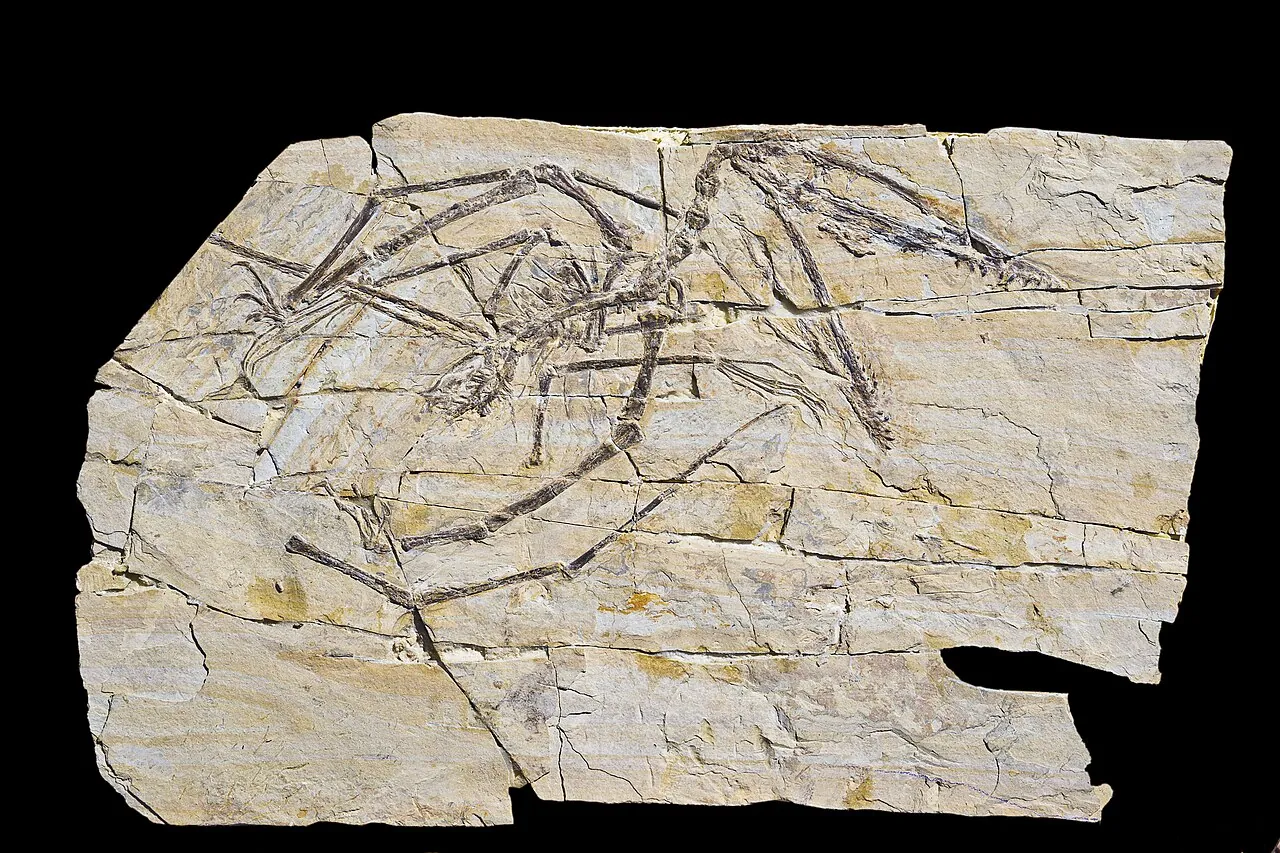 ดาร์วินอปเทอรัส (Darwinopterus)
