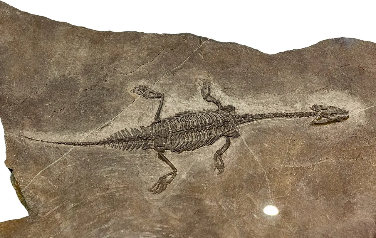 ดาวาซิซอรัส (Dawazisaurus)