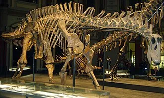 ดิครีโอซอรัส (Dicraeosaurus)