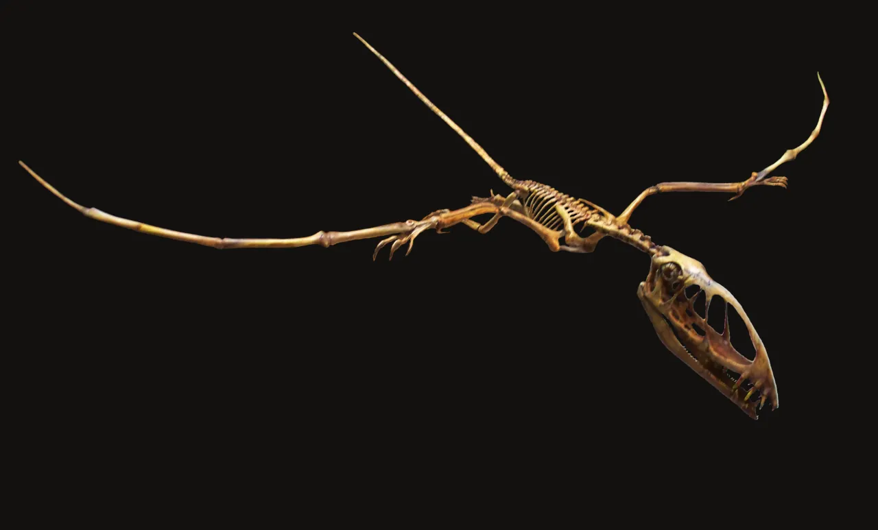 ไดมอร์โฟดอน (Dimorphodon)