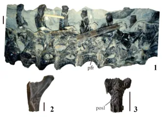 ไดนิเรโอซอรัส (Dinheirosaurus)
