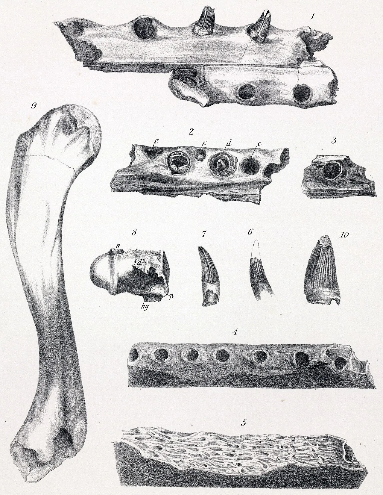 ดอลโลซูคัส (Dollosuchus)