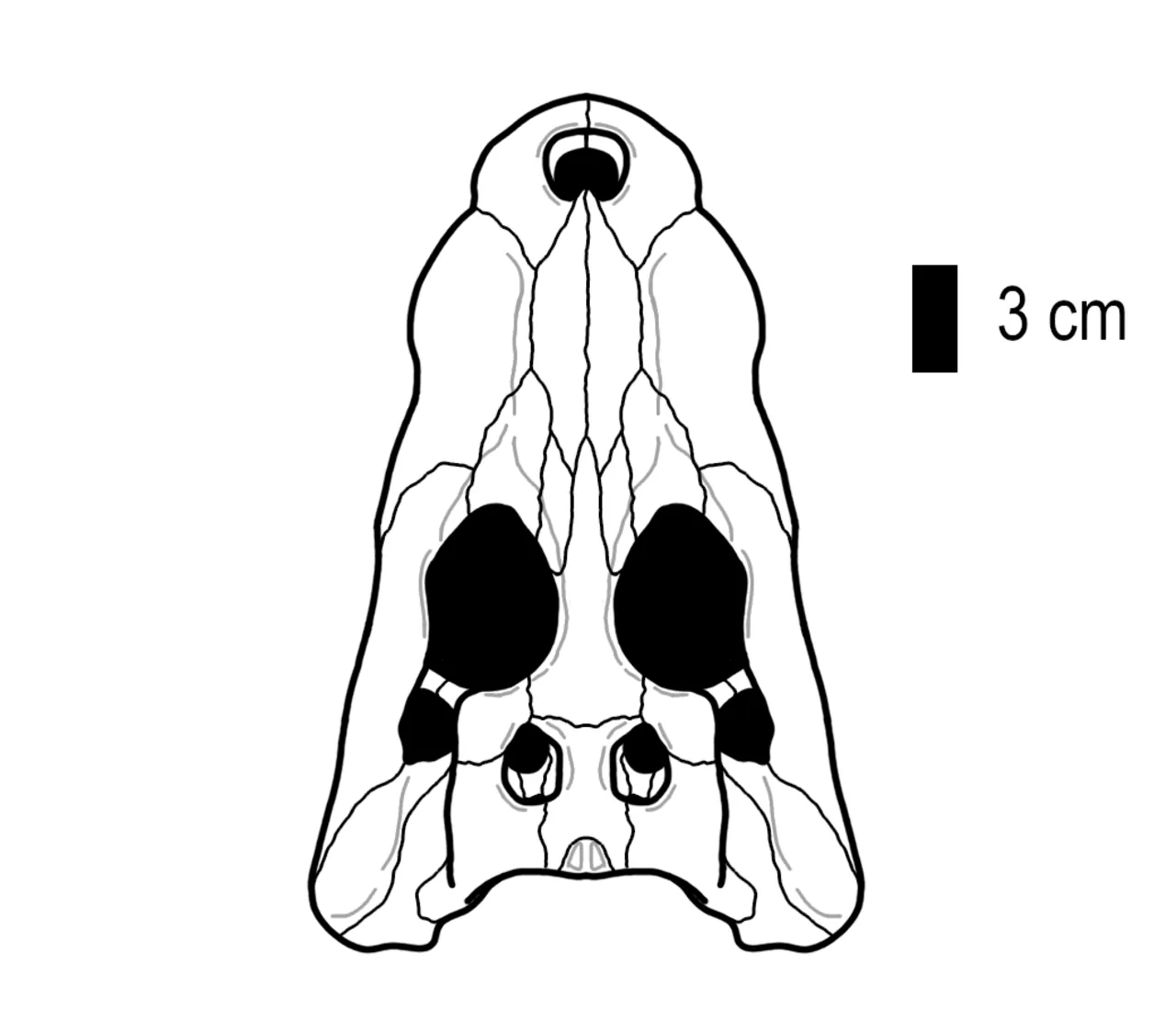 ดงหนานโนซูคัส (Dongnanosuchus)