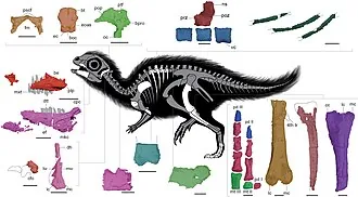 ดูลีซอรัส (Doolysaurus)