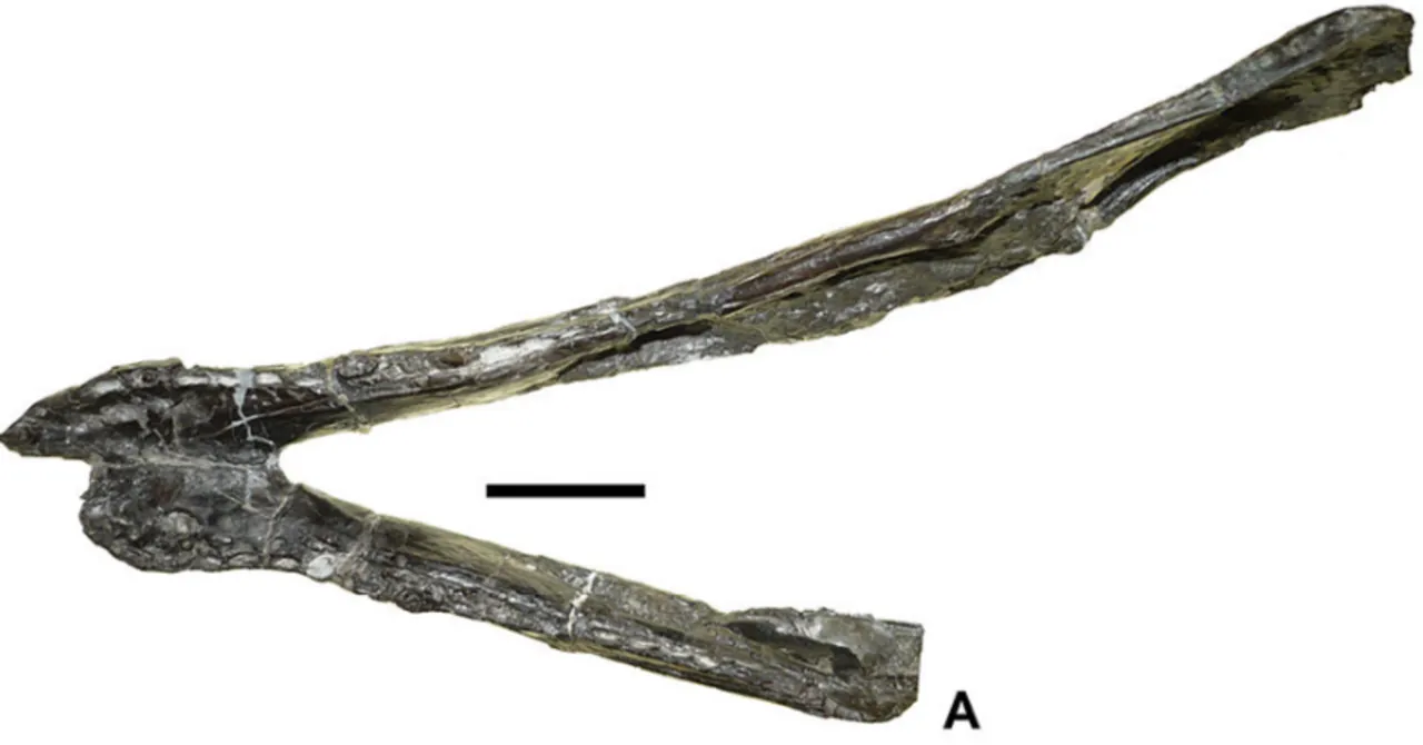 โดราโทดอน (Doratodon)
