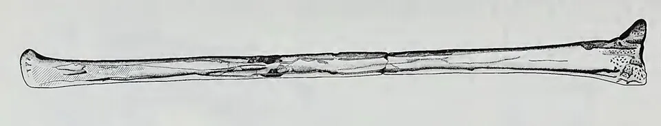 โดราทอริงคัส (Doratorhynchus)
