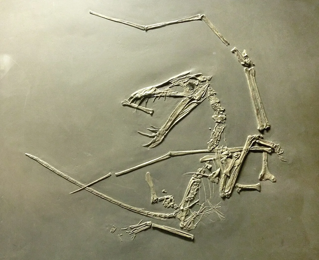 โดริกนาทัส (Dorygnathus)