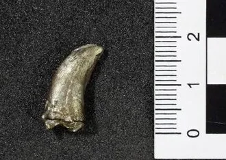 ด्रोเมโอซอรอยดีส (Dromaeosauroides)