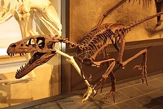 ด्रोเมโอซอรัส (Dromaeosaurus)