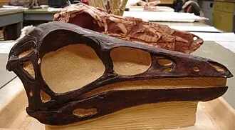 โดรมีเซียโอมิมัส (Dromiceiomimus)