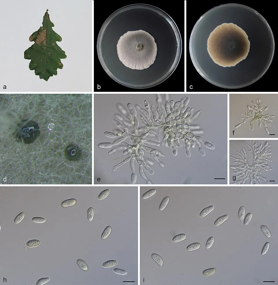 ดรายโนอิดีส (Dryinoides)