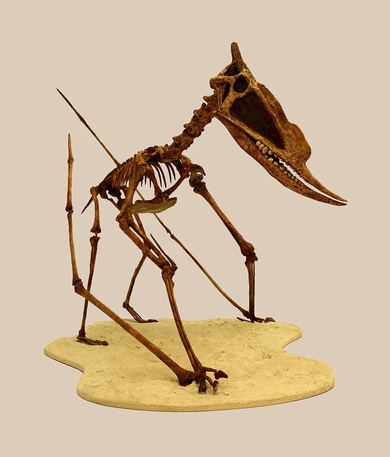 ซุงการิปเทอรัส (Dsungaripterus)