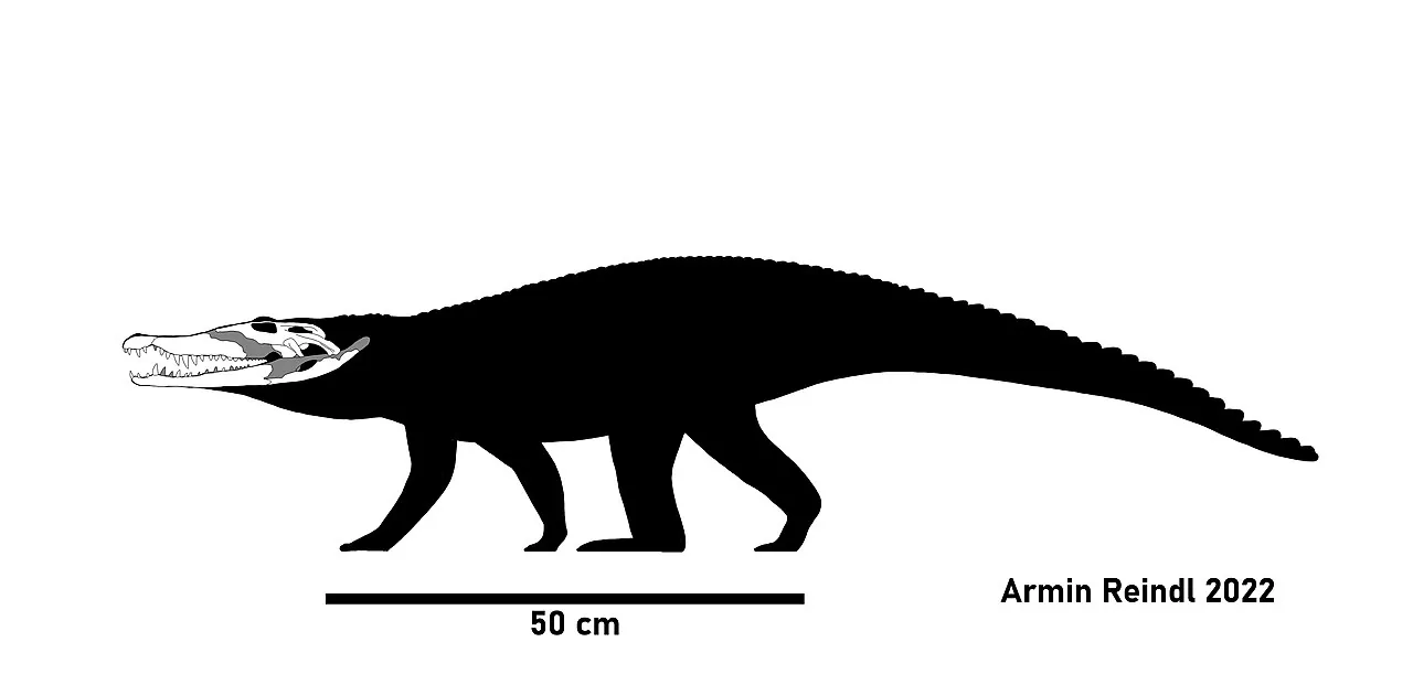 ดูเอโรซูคัส (Duerosuchus)