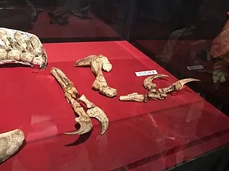 ดูโอนิคัส (Duonychus)