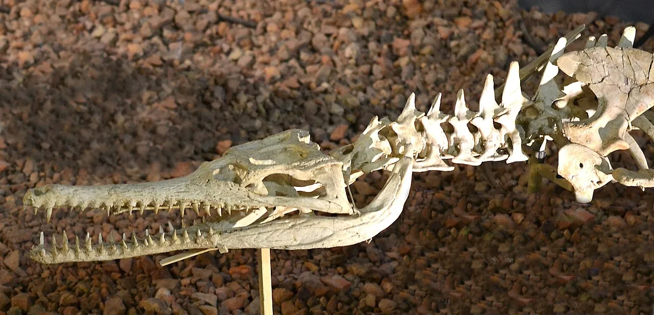 ไดโรซอรัส (Dyrosaurus)