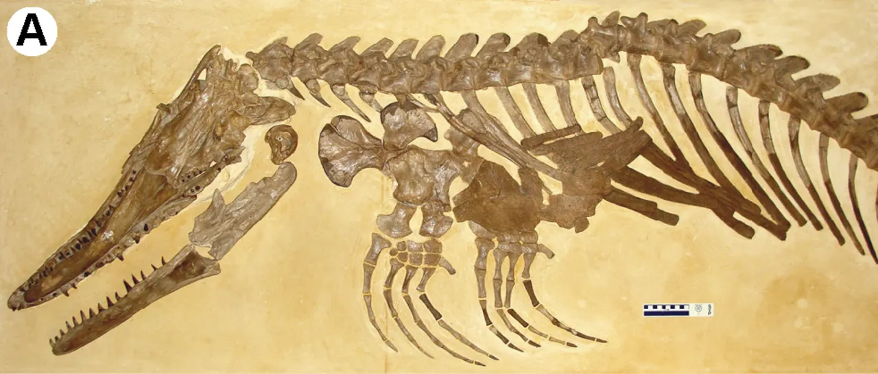 เอ็กทีโนซอรัส (Ectenosaurus)