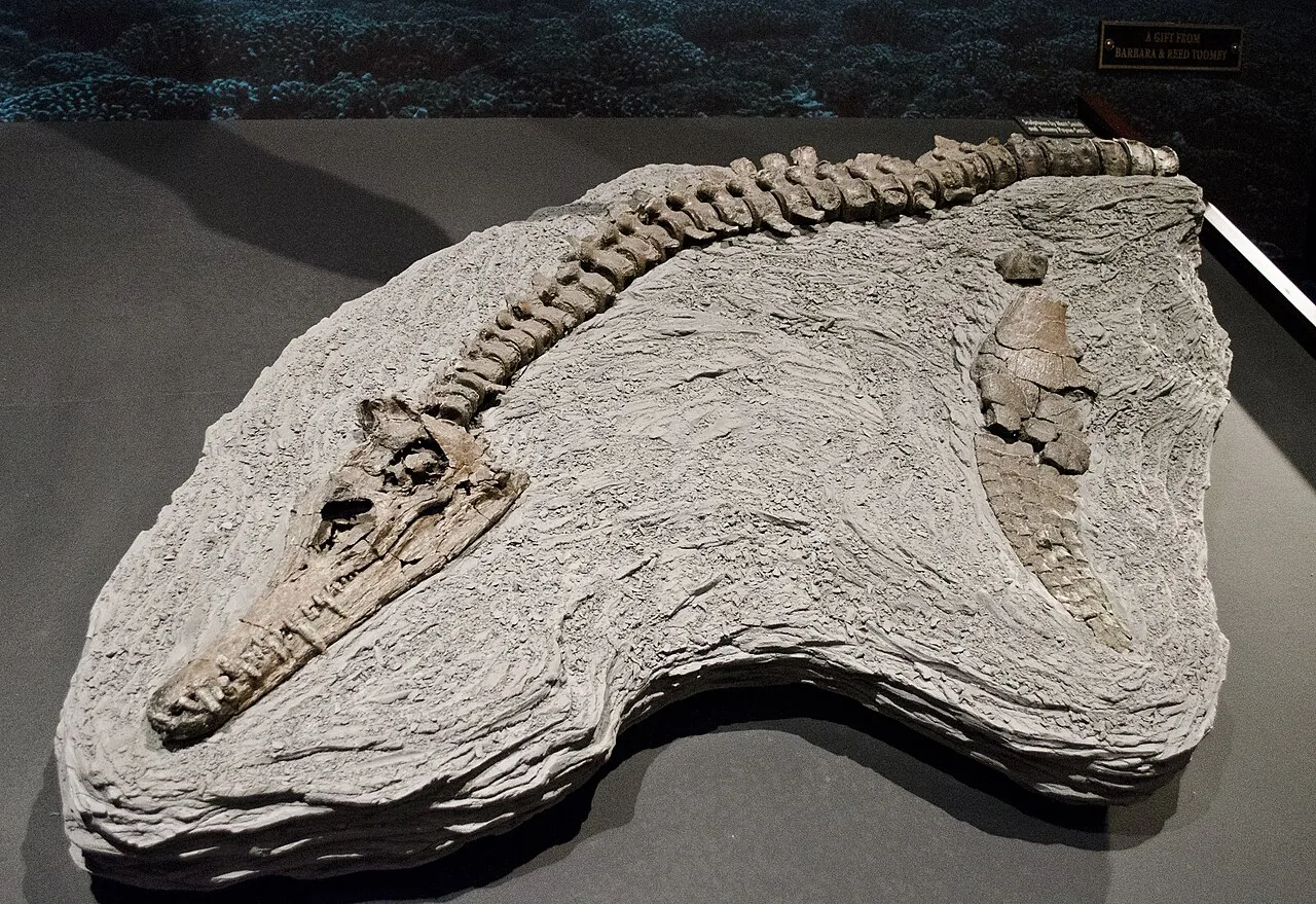 เอ็ดการ์โอซอรัส (Edgarosaurus)