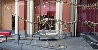 เอลาโฟรซอรัส (Elaphrosaurus)