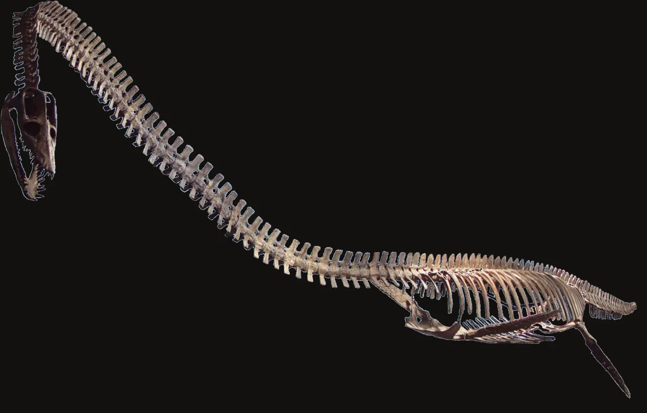 อีลาสโมซอรัส (Elasmosaurus)
