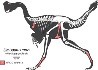 เอลมิซอรัส (Elmisaurus)