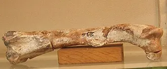 เอลราซอซอรัส (Elrhazosaurus)