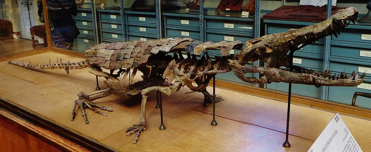 เอโอซีนอซูคัส (Eocenosuchus)