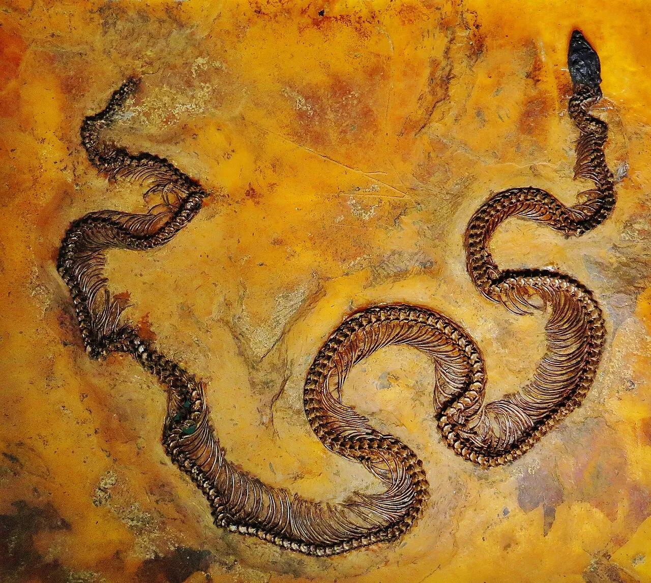 เอโอคอนสตริกเตอร์ (Eoconstrictor)