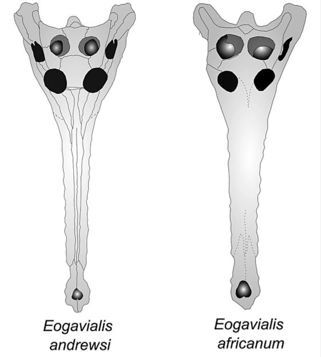 อีโอกาวิอาลิส (Eogavialis)