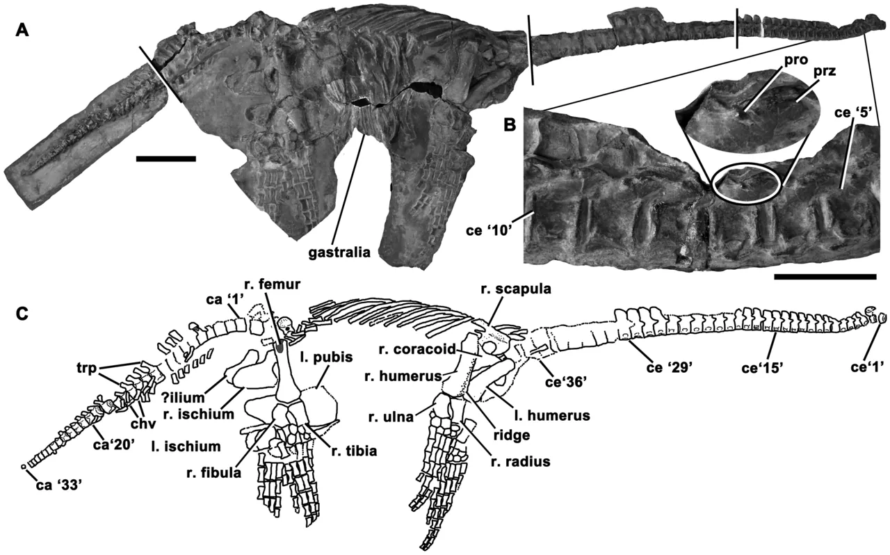 อีโอเพลซิโอซอรัส (Eoplesiosaurus)