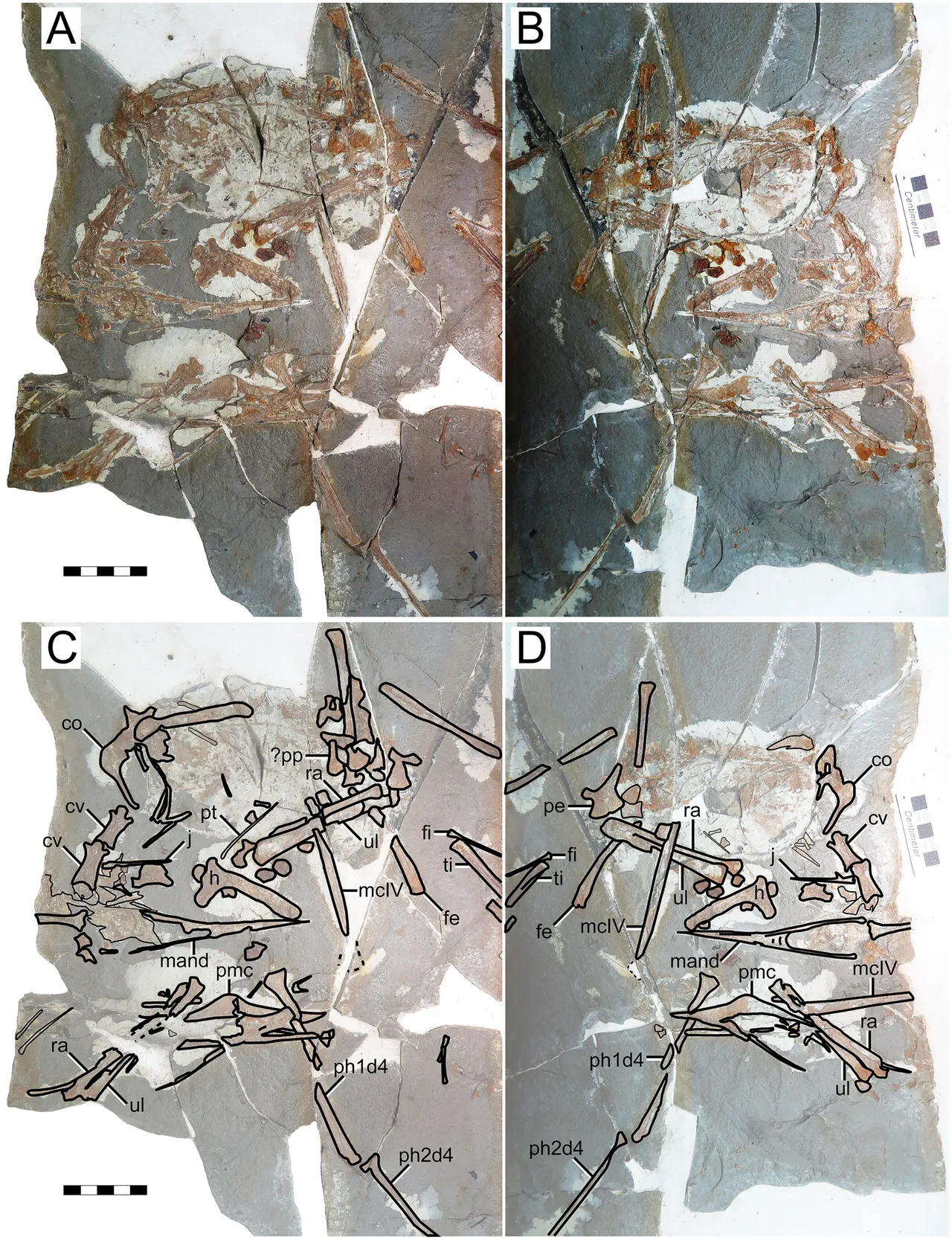 อีโอเทอราโนดอน (Eopteranodon)