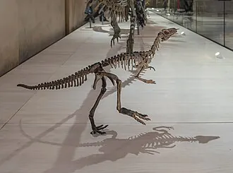 อีโอแรปเตอร์ (Eoraptor)