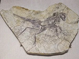 อีโอซิโนพเทอริกซ์ (Eosinopteryx)