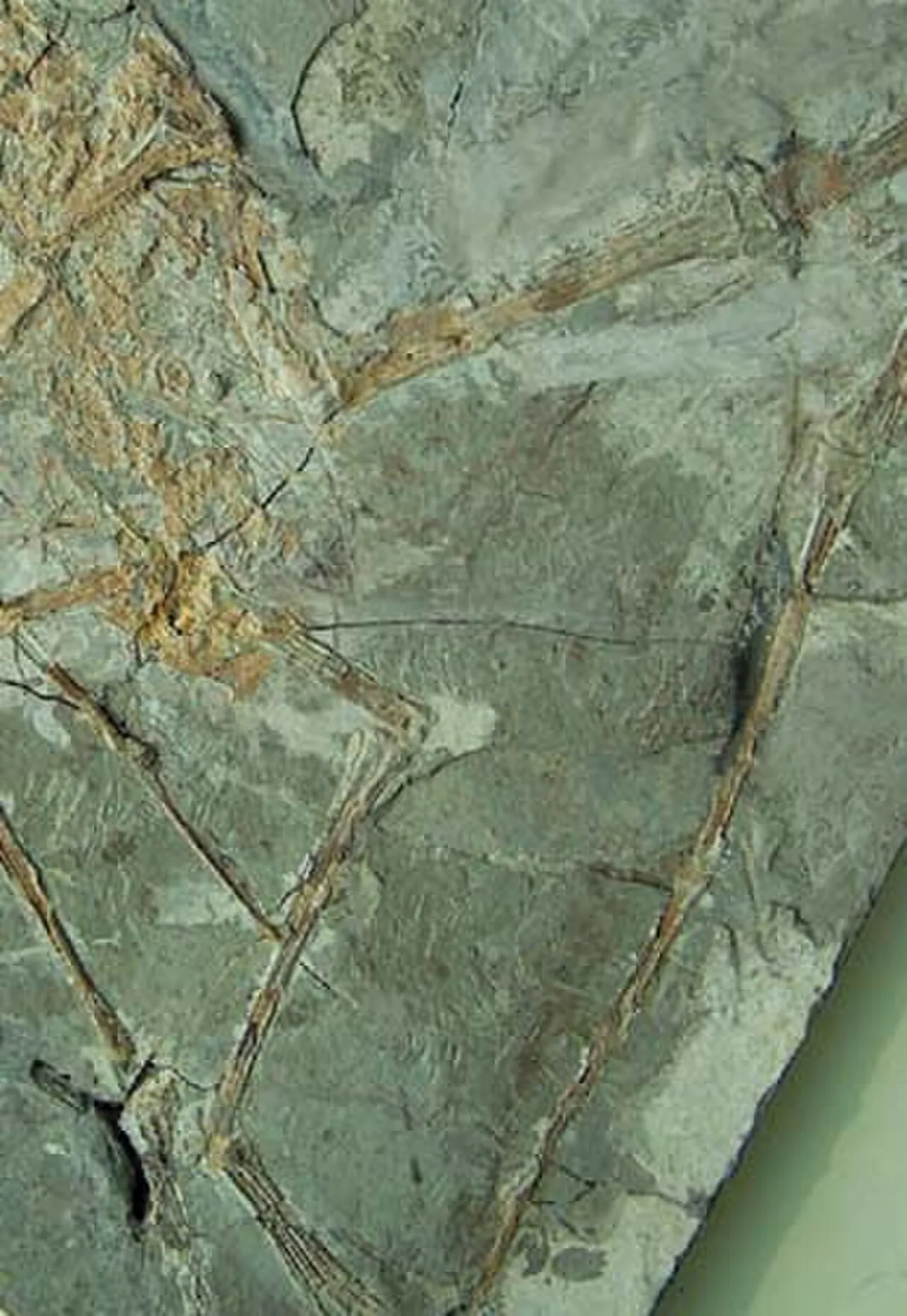 เอโอซิปเทอรัส (Eosipterus)