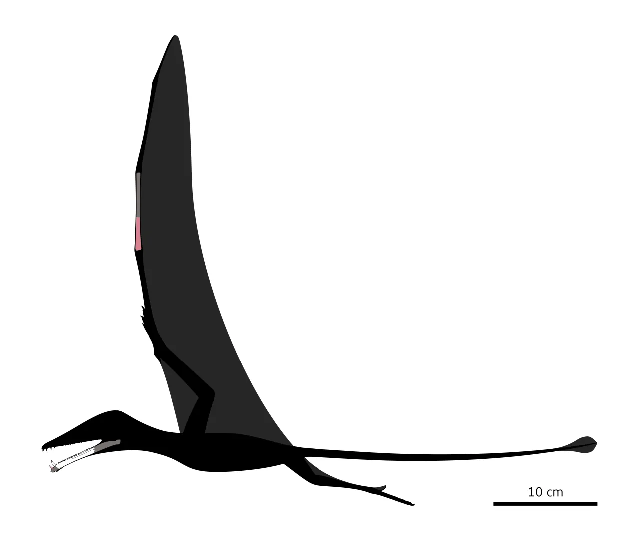 เอโอเทฟราแดคทิลัส (Eotephradactylus)