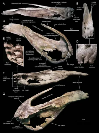 อีโอทราโคดอน (Eotrachodon)